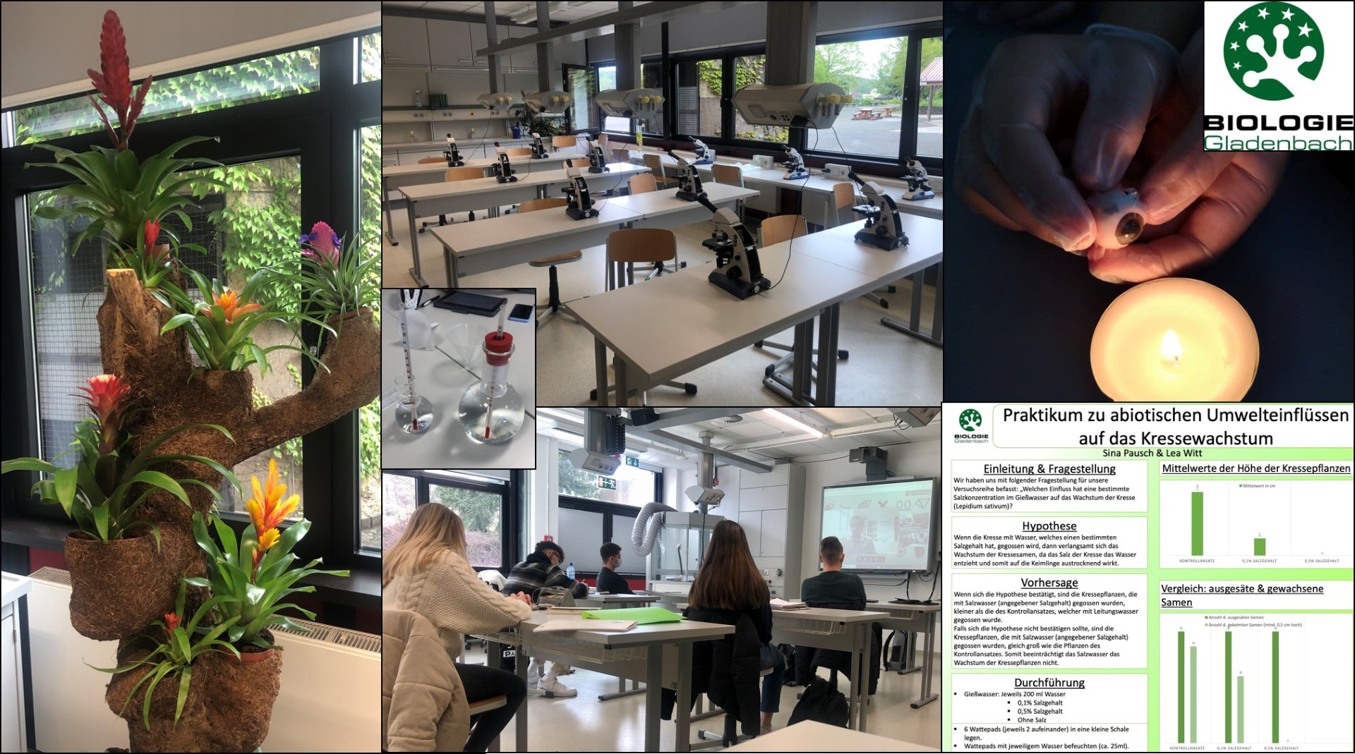 Schulstruktur (Grafik)