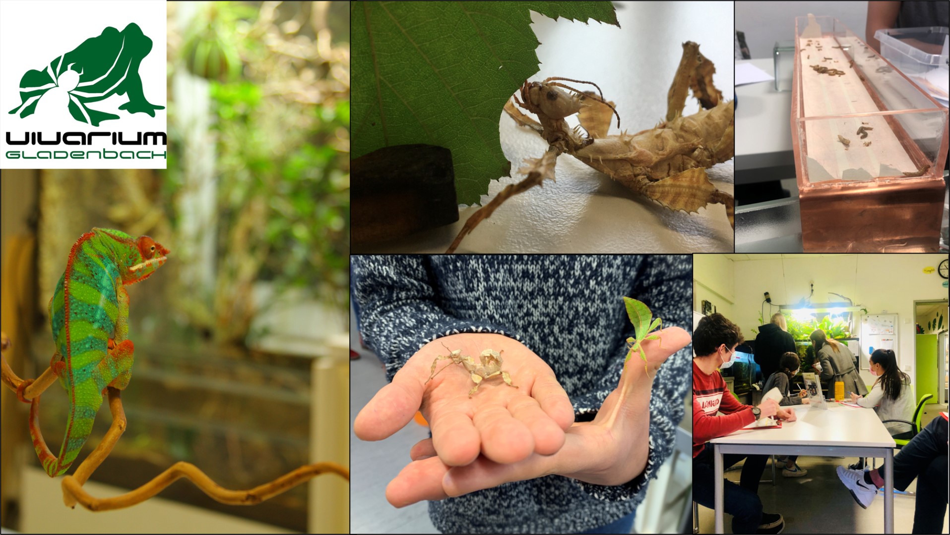 Schulstruktur (Grafik)